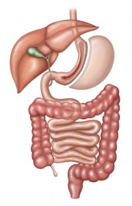 Gastrectomia vertical ou Sleeve Gástrico